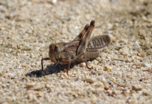 食糧危機が来る可能性がある!?今後「昆虫食」が注目されるかもしれない!?