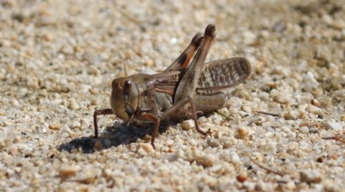 食糧危機が来る可能性がある!?今後「昆虫食」が注目されるかもしれない!?