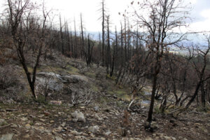イギリスでコロナ規制撤廃!カナダなどで猛暑・大洪水・山火事が相次いでいる!?
