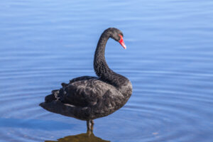 中国北京に本物のブラックスワン出現!?ロシアとサウジアラビアの軍事同盟によりペトロダラーシステム終了か!