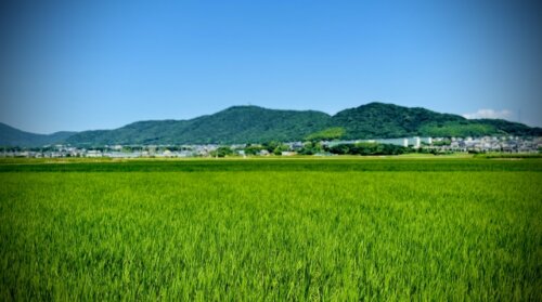 令和のコメ騒動は9月に解消見通しへ。