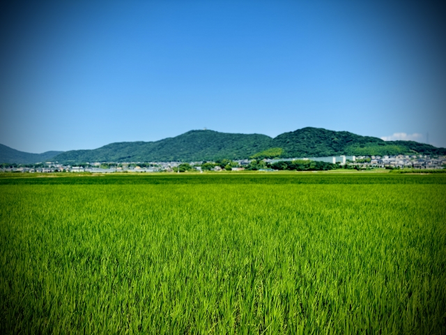 令和のコメ騒動は9月に解消見通しへ。