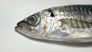 無断欠勤OKや出勤時間自由で水産加工会社が業績を続伸へ。