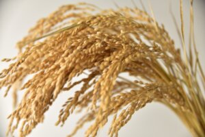 備蓄米の安値放出が問題の根本解決になっていないと指摘か。