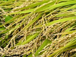 石破総理がコメは5キロ3,000円台でなければならないと表明へ。