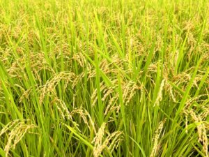 スーパーの米の平均価格が3週ぶりに値下がりへ。