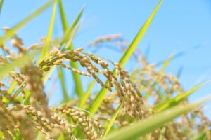 コメ高値更新で市場動向が焦点に