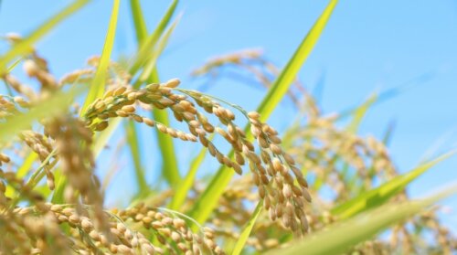 コメ高値更新で市場動向が焦点に