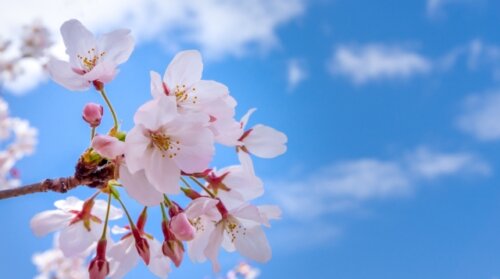 物価高で花見客が節約志向、消費税の議論は後退か？